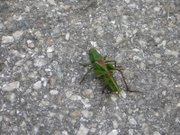 Austrian Locust Going on a Hike