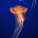 Exquisite Jellyfish