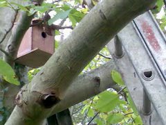 Bird Boxes for Sale