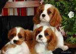 puppies