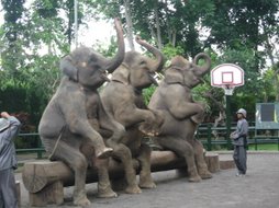 Taro Elephant- Bali