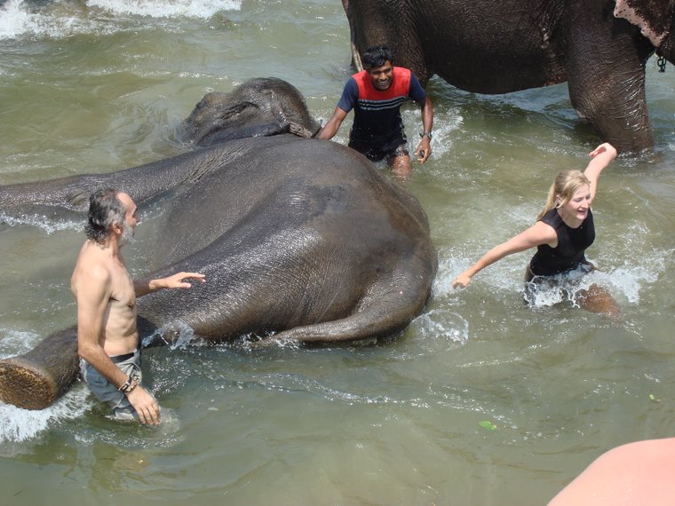 Bathing with Asian elefants