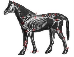 esqueleto equino