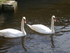 Swans at Nymphenburg Palace, Munich Germany