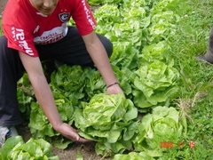 Lechugas
