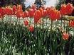 Floriade Tulips