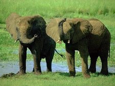 Elephants