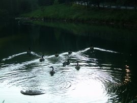 Georgia Ducks