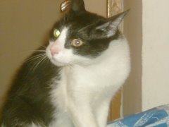 El principito