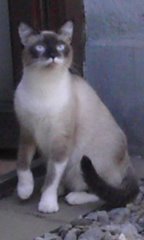 Sharon