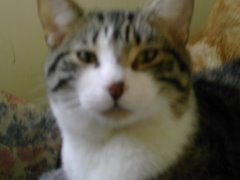 Taz