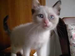 Nenuna