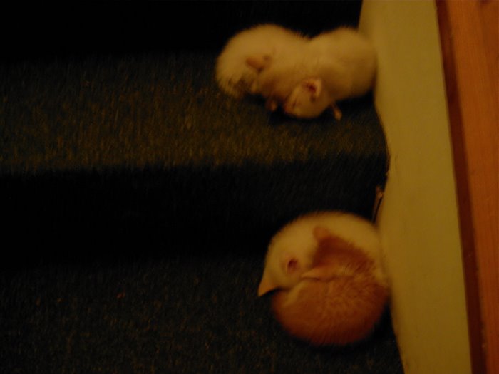los 4 hermanitos