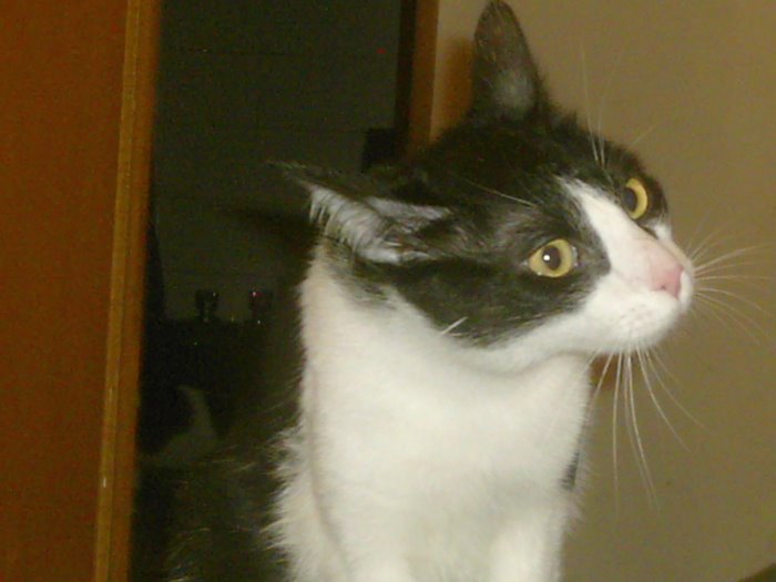 Principito