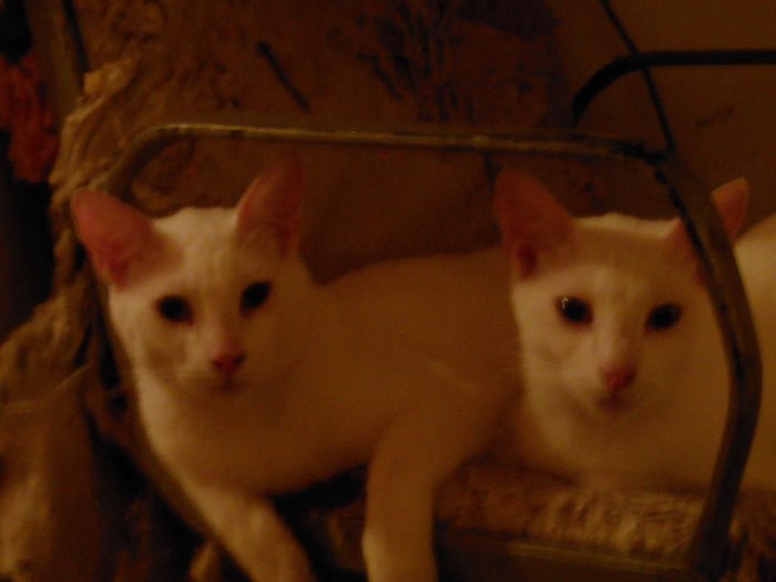 Gazpacho y Paco