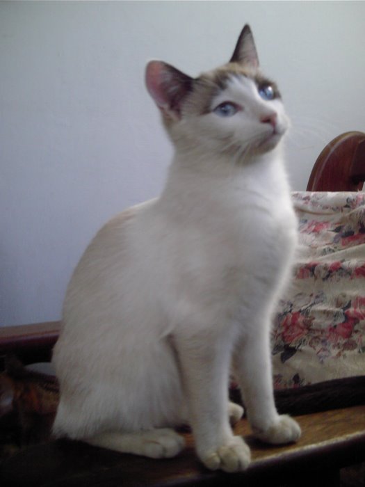 Sorpresa