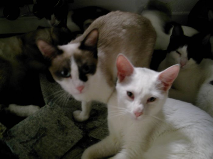 Morgan y Paco