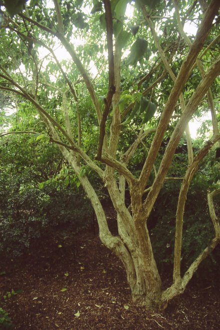 Branches