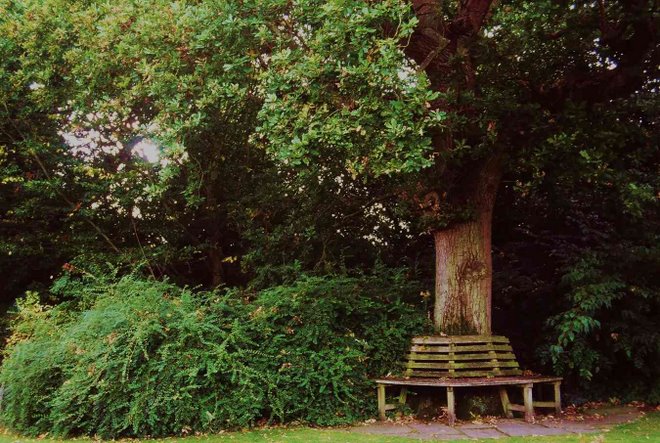 The greenwood tree