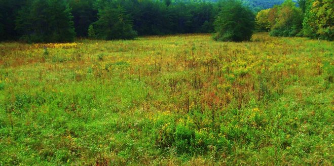 Augusta Springs