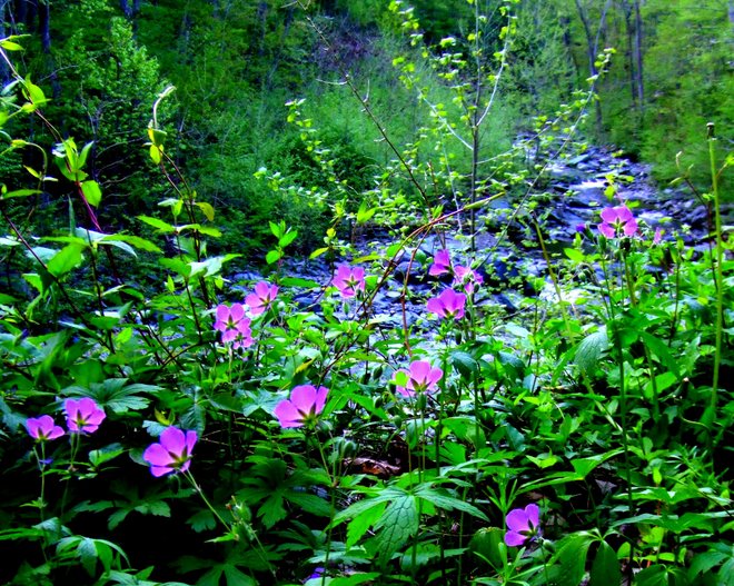 Moormans River