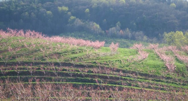 Crozet peach orchard