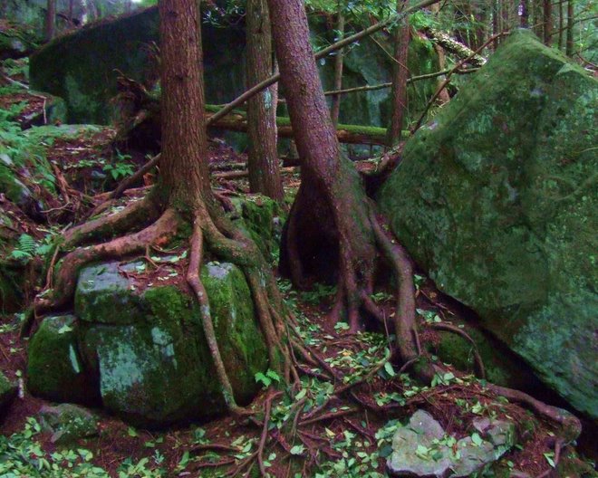 Hemlock roots