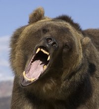 If You're Going To Be A Bear, Be A Grizzly Bear