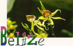 Belize's Native Orchids