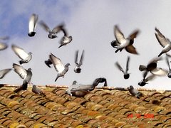 Palomas en el tejado de la Iglesia