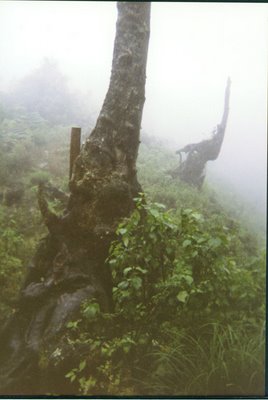 rainforest hondouras
