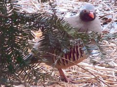 Philby's Partridge