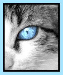 Blue Eyed Cat