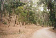 Una fotografía del bosque de Miramar, Costa Atlántica, Buenos Aires, Argentina