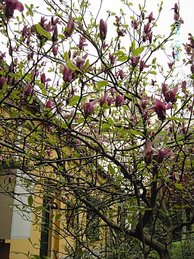 Japanese Magnolia in spring