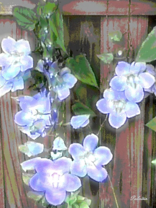 Flowers on Fence