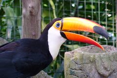 Toucan