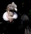 Cóndor (Vultur gryphus )