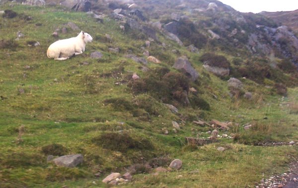 The Lamb