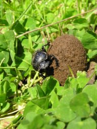 Foto Entomologia