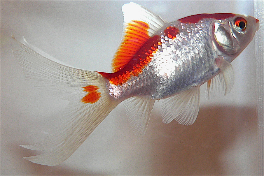 goldfish%20julian.jpg