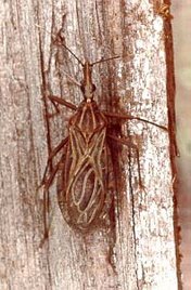 Rhodnius prolixus vector para la transmisión de la Enfermedad de Chagas