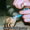mi jamnster dandole a la pasta