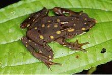 atelopus longirotis