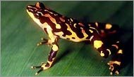 Rana arlequin