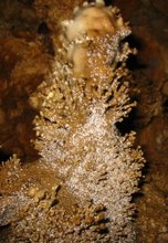 cave coral