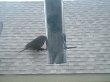 This is daddy purple finch, I have named him Ricky...