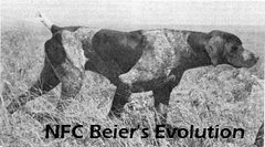 NFC Beir's Evolution