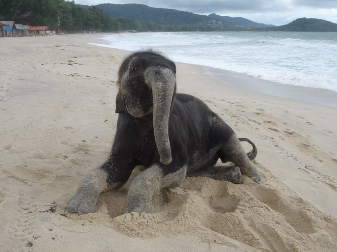 Mr. Elephanstastic on a beach in Thailand