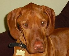 Jasper with myositis. He died May 2007, aged 2